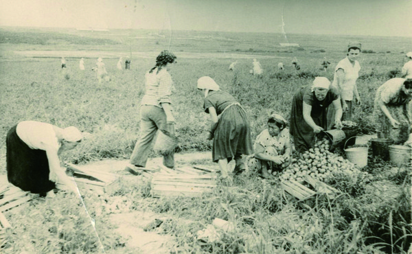 ▲중앙아시아로 강제 이주된 뒤 척박한 땅을 푸른 옥토로 바꾸기 시작한 고려인들의 1940년대 감자 수확 모습. [자료제공=김병학]